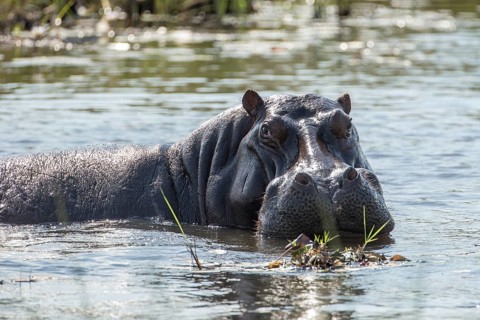 Hippopotamus (Hippopotamus amphibius)