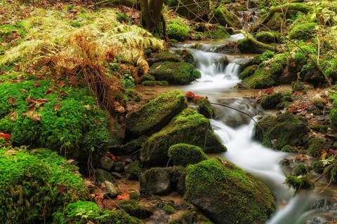 Wildbach stream in autumn
