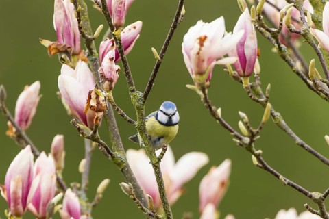 Blue Tit (Cyanistes caeruleus syn Parus caeruleus)