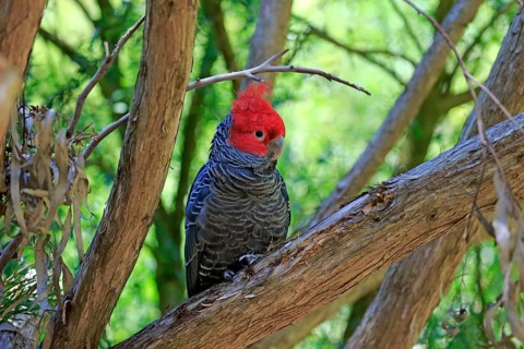 Gang-gang Cockatoo (Callocephalon fimbriatum)