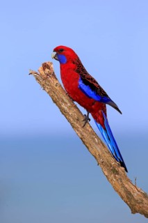 Crimson Rosella (Platycercus elegans) adult on perch