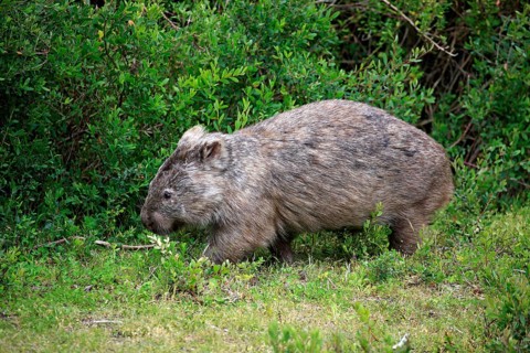 Common Wombat (Vombatus ursinus)