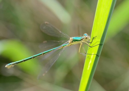 Emerald Spreadwing (Lestes dyas)