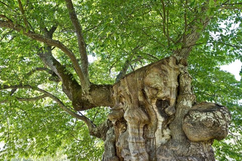 200 year old elm