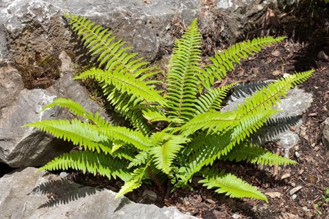 Western sword fern (Polystichum munitum)