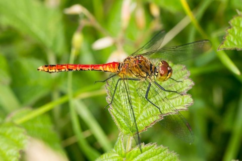 Ruddy Darter (Sympetrum sanguineum)