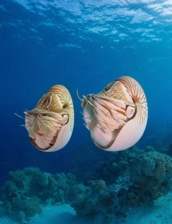 Palau Nautiluses (Nautilus belauensis)