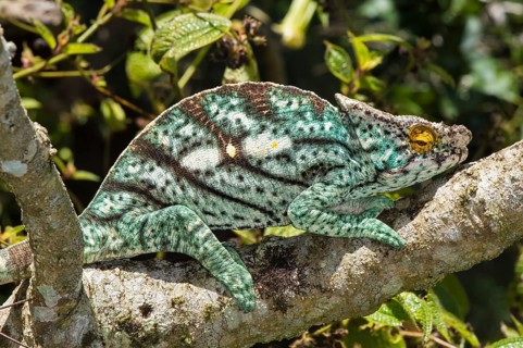 Parson's Chameleon (Calumma parsonii)