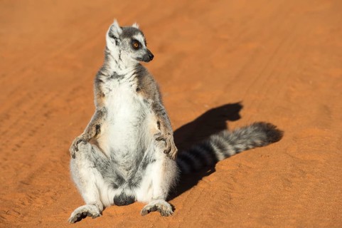 Ring-tailed Lemur (Lemur catta)