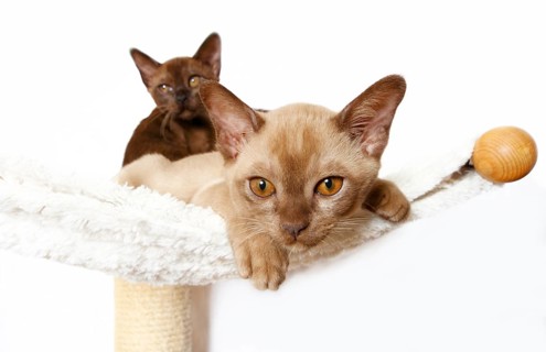 Two Burmese cats