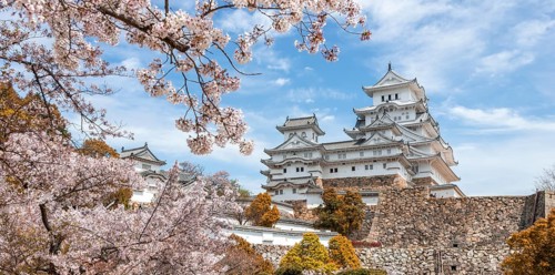 Blossoming cherry trees