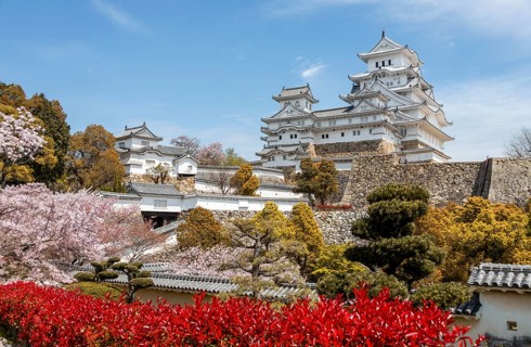 Blossoming cherry trees