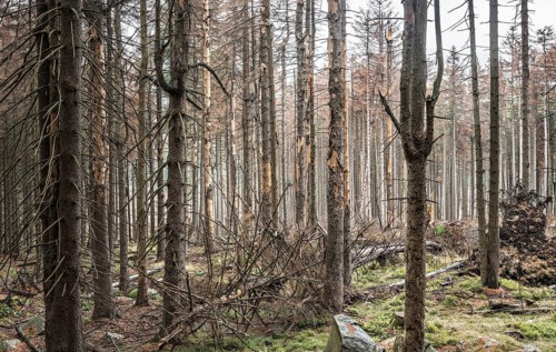 Large areas of dead forests in the Harz Mountains due to drought