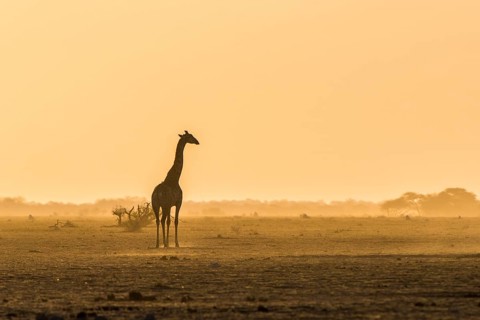 A Angolan Giraffe (Giraffa camelopardalis angolensis) stands in the evening light in the dusty savannah