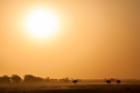 Common ostriches (Struthio camelus)