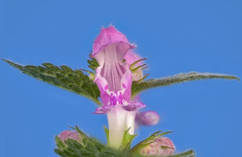 Spotted deadnettle (Lamium maculatum) against a blue background