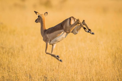 Impala (Aepyceros melampus)