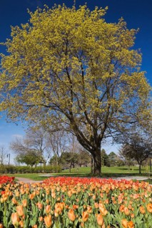 Bright orange and red tulip beds against a deciduous tree in a public garden