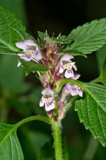 Common Hemp-nettle (Galeopsis tetrahit)