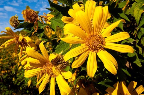 Tree marigold