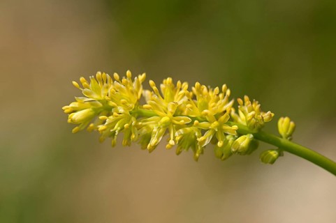 Common Asphodel (Tofieldia calyculata)