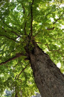 Turkish Hazel (Corylus colurna)