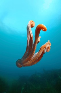 Giant Pacific octopus or North Pacific giant octopus (Enteroctopus dofleini)