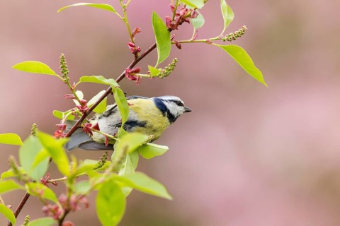 Blue Tit (Cyanistes caeruleus syn Parus caeruleus)