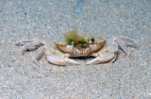 Swimming Crab (Macropipus holsatus)