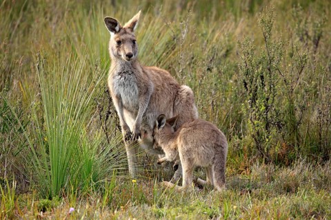 Eastern Grey Kangaroo (Macropus giganteus) female with joey