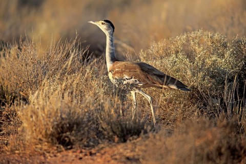 Australian Bustard (Ardeotis australis)