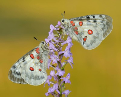 Apollo Butterflies (Parnassius apollo)