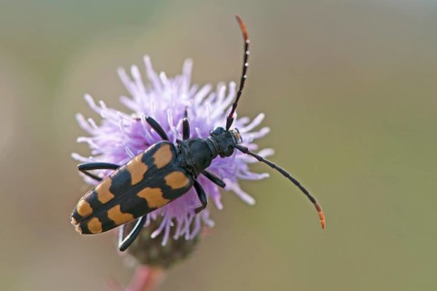 Capricorn beetle (Strangalia attenuata)