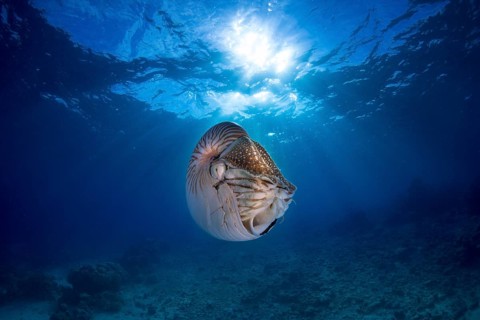 Nautilus (Nautilus belauensis)