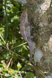 Elephant-eared Chameleon or Short-horned Chameleon (Calumma brevicornis)