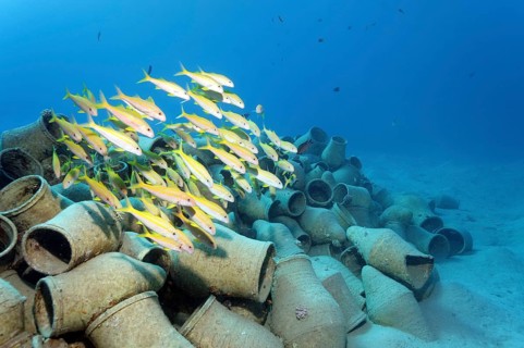 School of Yellowfin goatfish (Mulloides vanicolensis) over amphora