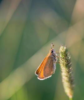 Small Skipper (Thymelicus sylvestris) on a blade of grass