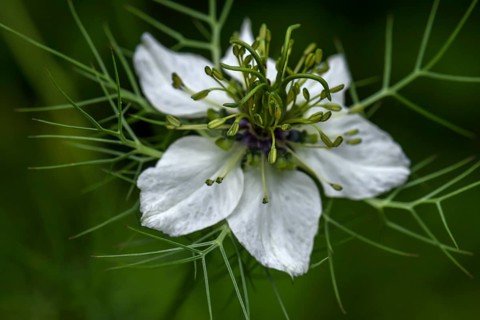 Love-in-a-mist (Nigella damascena)