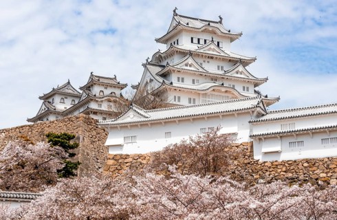 Blossoming cherry trees