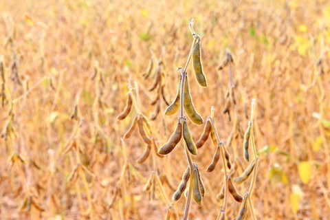Soya beans (Glycine max) with ripe pods