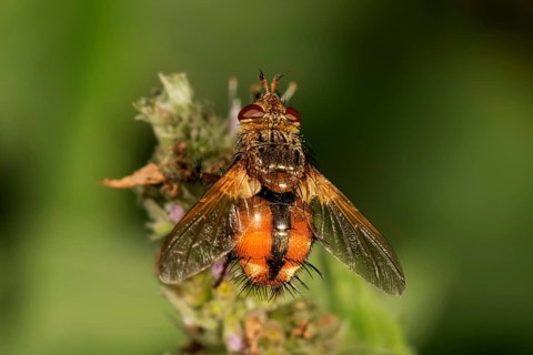 Parasitic fly