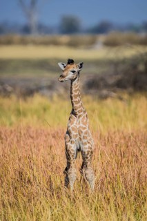 Angolan Giraffe (Giraffa camelopardalis angolensis)
