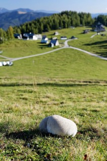 Mosaic puffball (Utriforme Lycoperdon) on a pasture