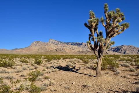 Mojave desert with Joshua tree (Yucca brevifolia)