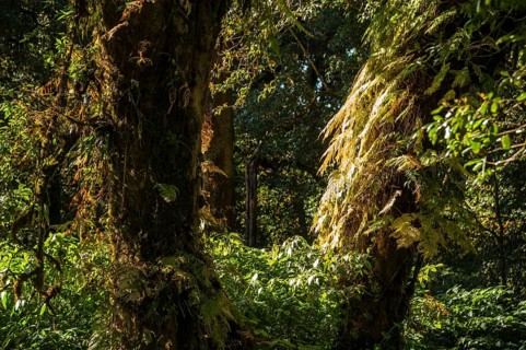 Forest