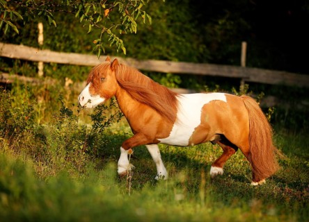 Shetland Pony