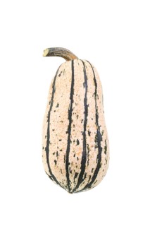 Squash