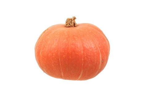 Squash variety