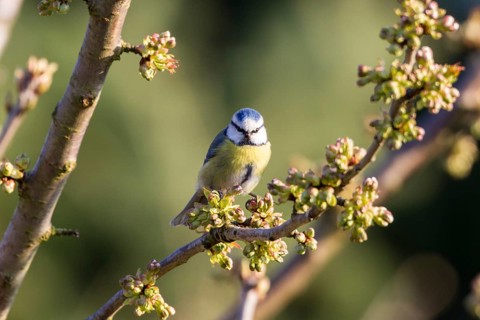 Blue Tit (Cyanistes caeruleus syn Parus caeruleus)