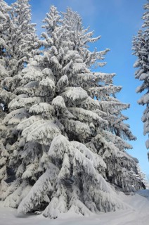 Snow-covered spruce trees (Picea abies)